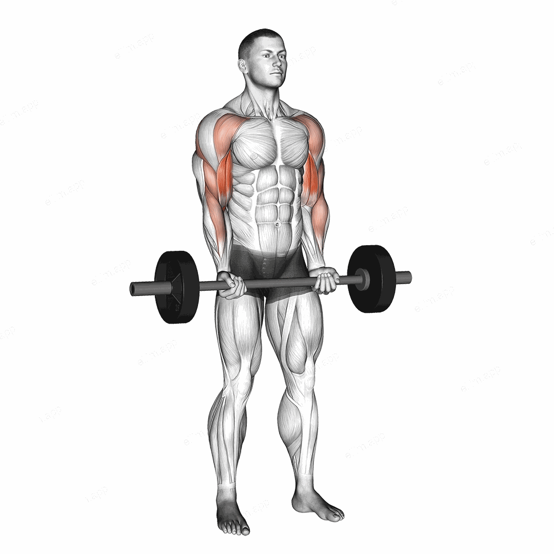 Barbell Drag Curl exercise targeting Upper Arms and Biceps Brachii