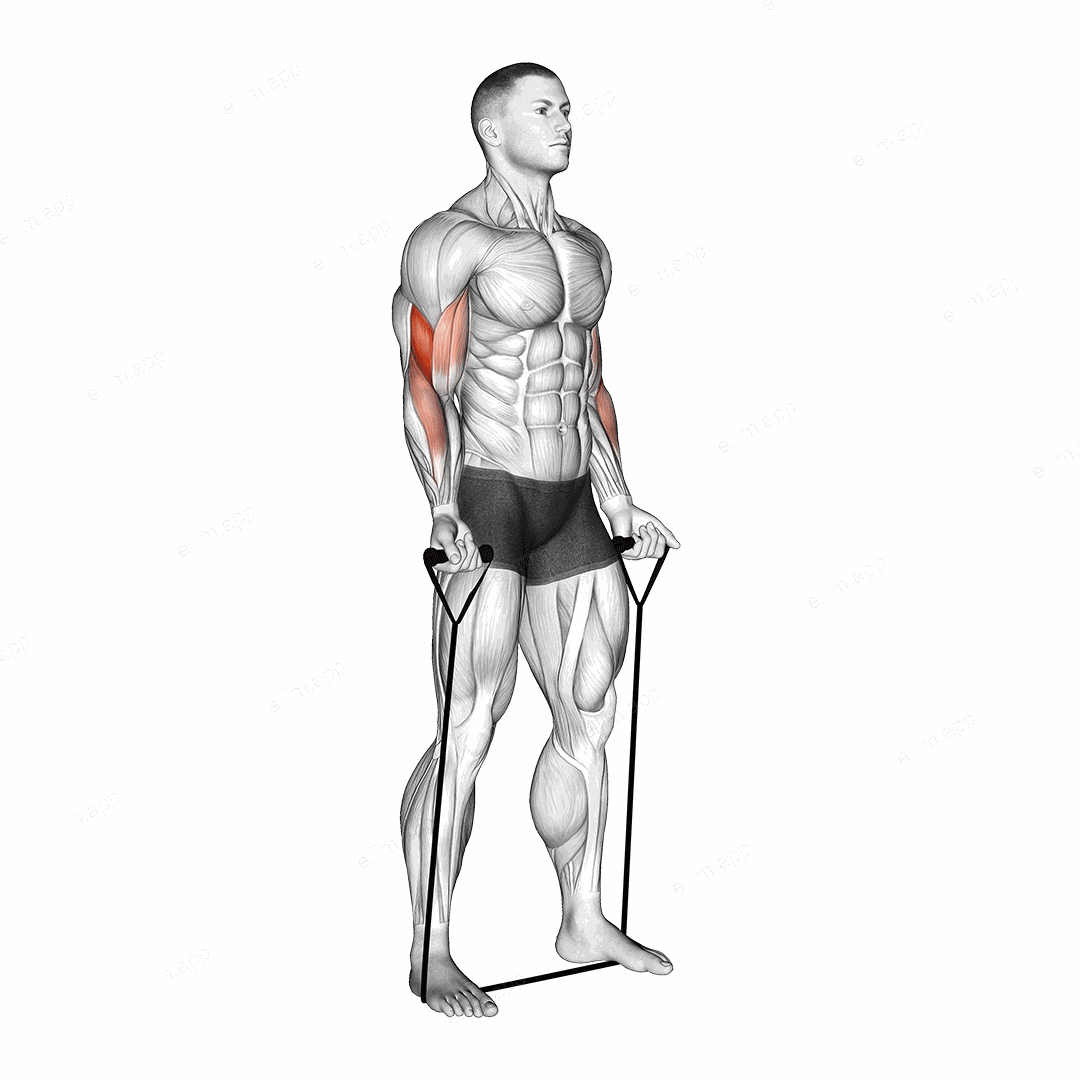 Band Biceps Curl exercise targeting Upper Arms