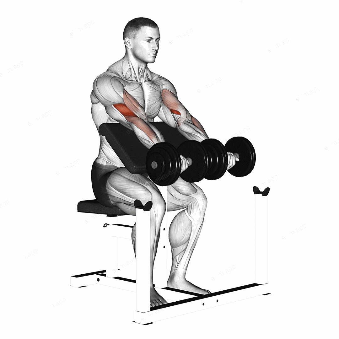 Dumbbell Seated Preacher Curl exercise targeting Upper Arms and Brachialis