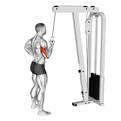 Cable Standing One Arm Triceps Extension exercise targeting Upper Arms and Triceps Brachii