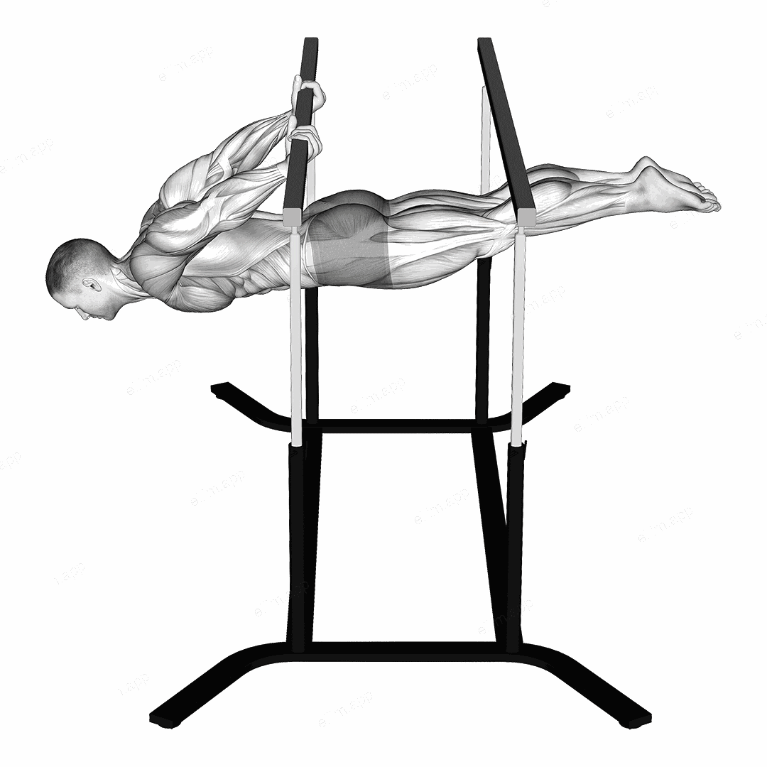 Back lever exercise targeting Back and Erector Spinae