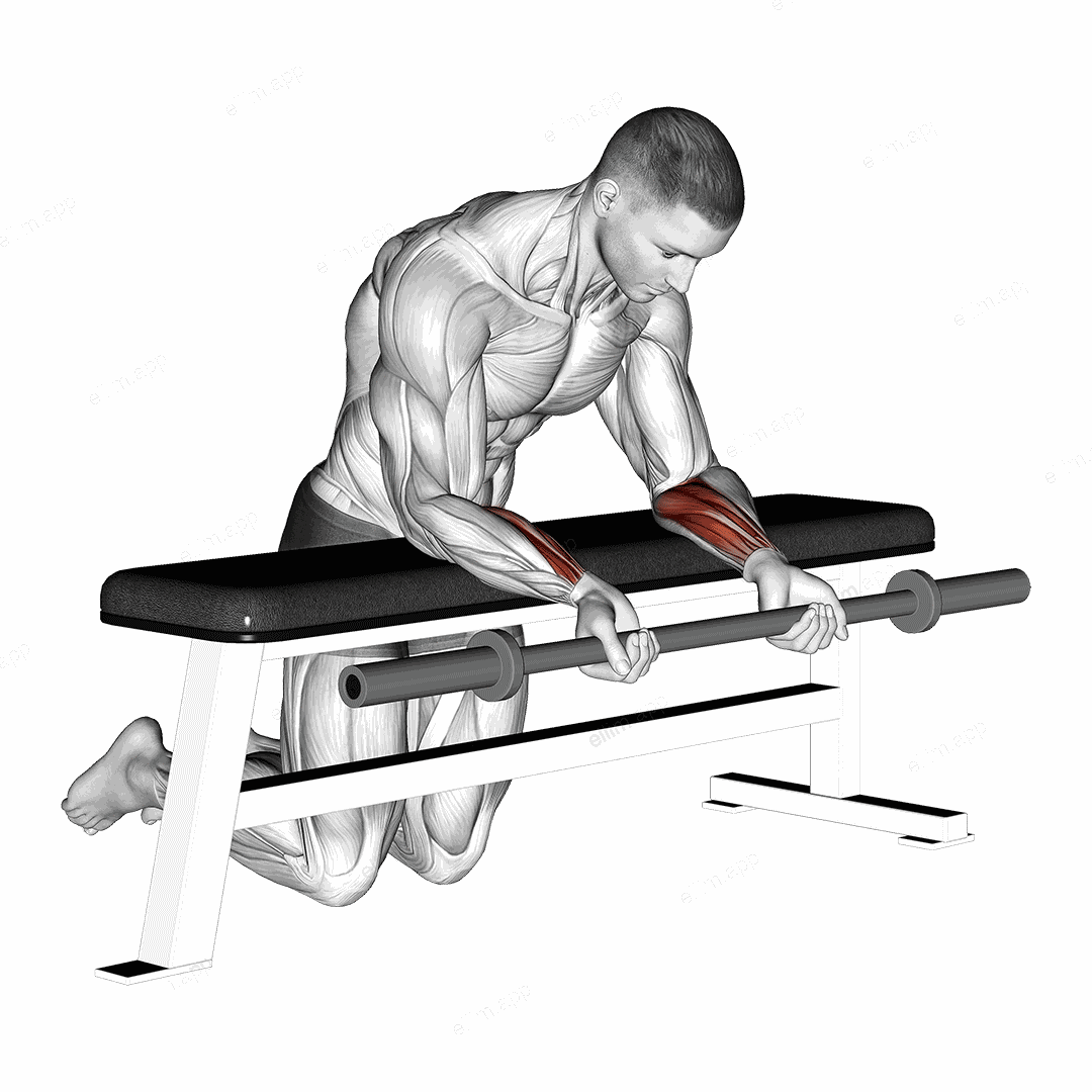 Barbell Palms Up Wrist Curl Over A Bench exercise targeting Forearms and Wrist Flexors