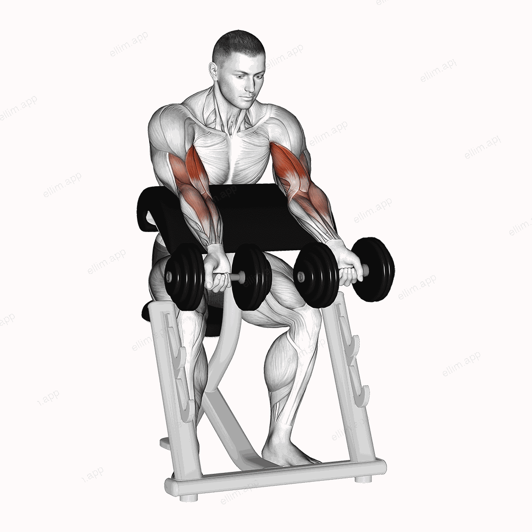 Dumbbell Zottman Preacher Curl exercise targeting Upper Arms and Biceps Brachii