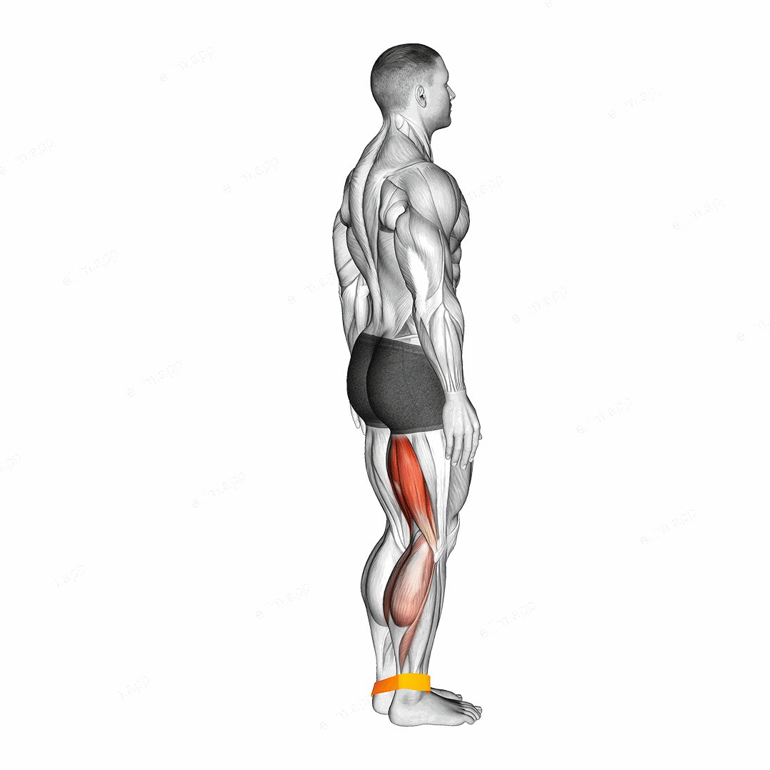 Resistance Band Leg Curl exercise targeting Thighs and Hamstrings