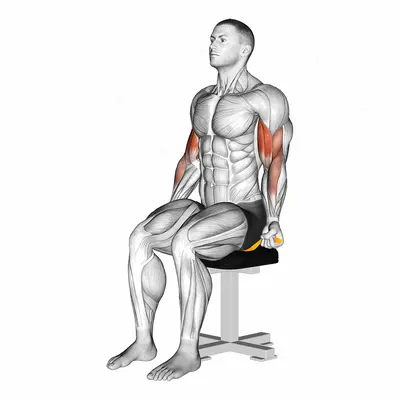 Resistance Band Seated Biceps Curl exercise targeting Upper Arms