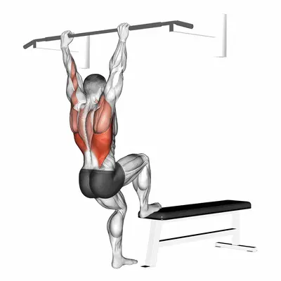 Bench Pull-ups exercise targeting Back and Latissimus Dorsi