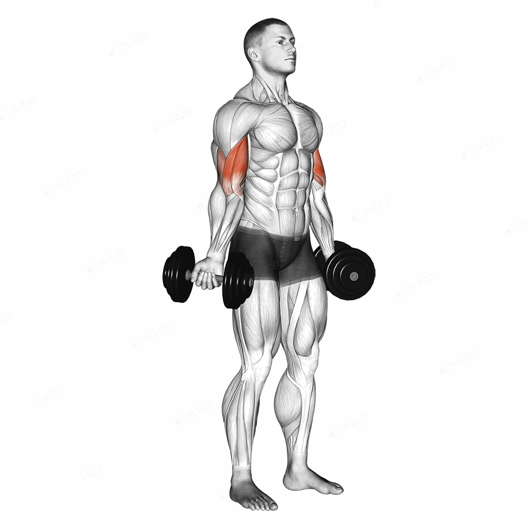 Dumbbell Standing Inner Biceps Curl exercise targeting Upper Arms and Biceps Brachii