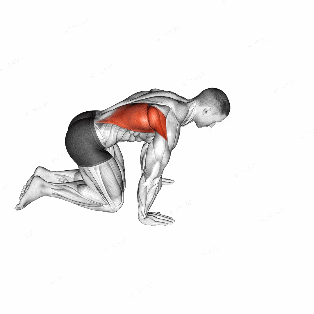 Kneeling Lat Stretch exercise targeting Back and Latissimus Dorsi