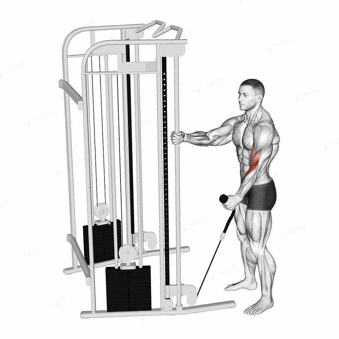 Cable Standing One Arm Hammer Curl with Rope Attachment exercise targeting Upper Arms
