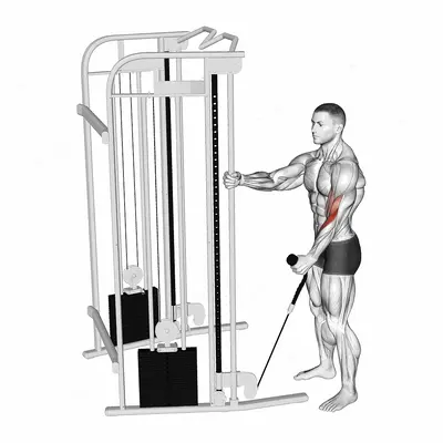 Cable Standing One Arm Hammer Curl with Rope Attachment exercise targeting Upper Arms