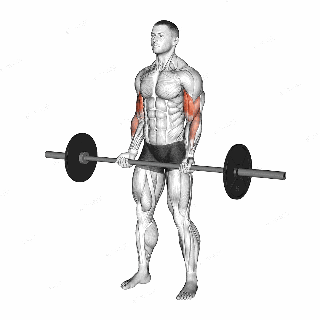 Barbell Curl exercise targeting Upper Arms and Biceps Brachii