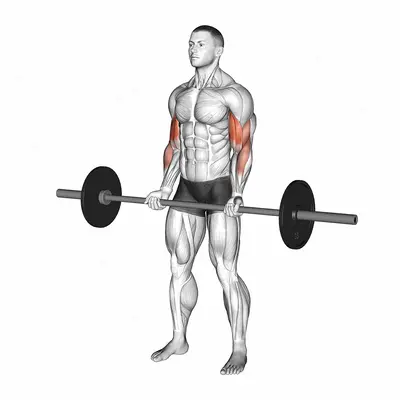 Barbell Curl exercise targeting Upper Arms and Biceps Brachii