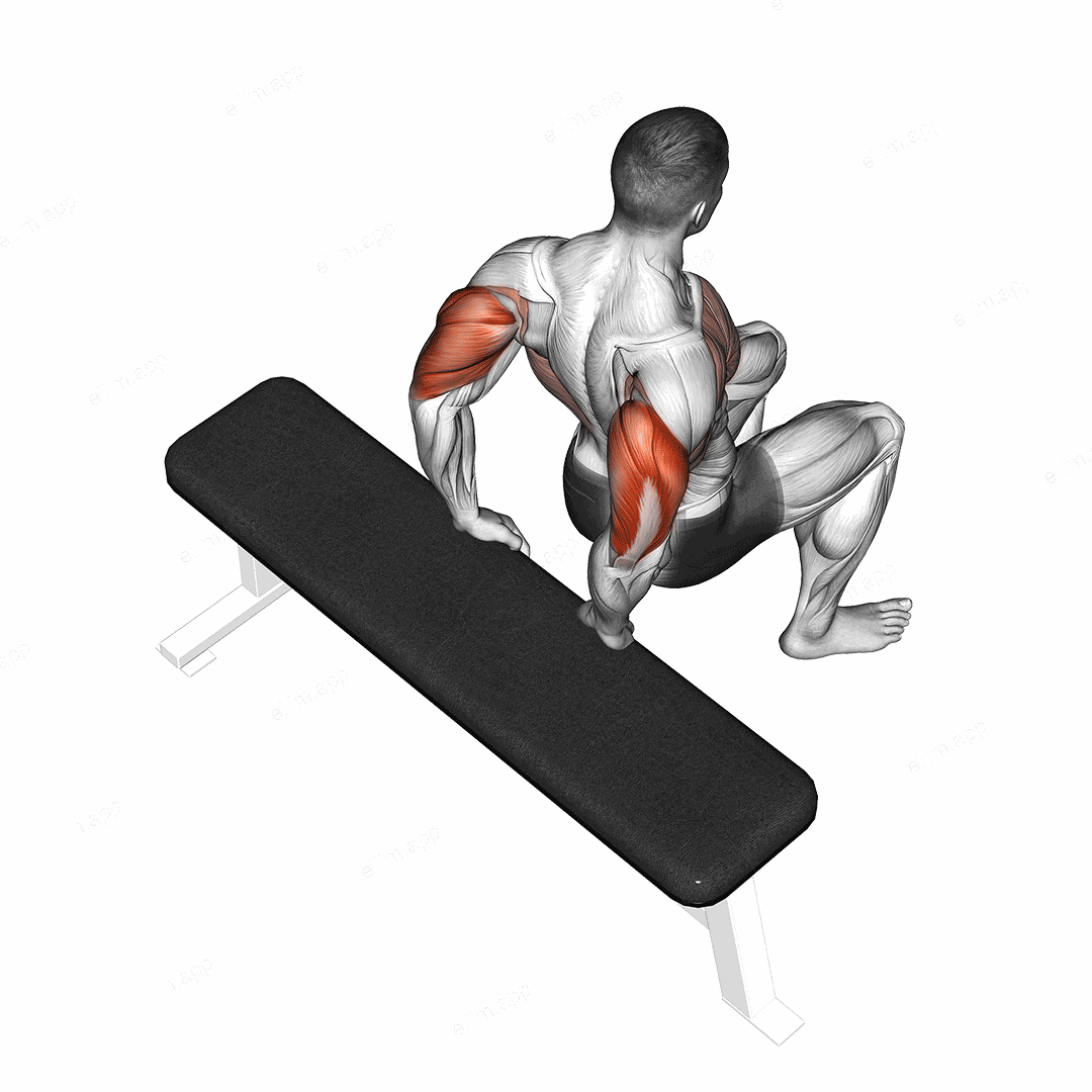 Bench Dip (knees bent) exercise targeting Upper Arms and Triceps Brachii