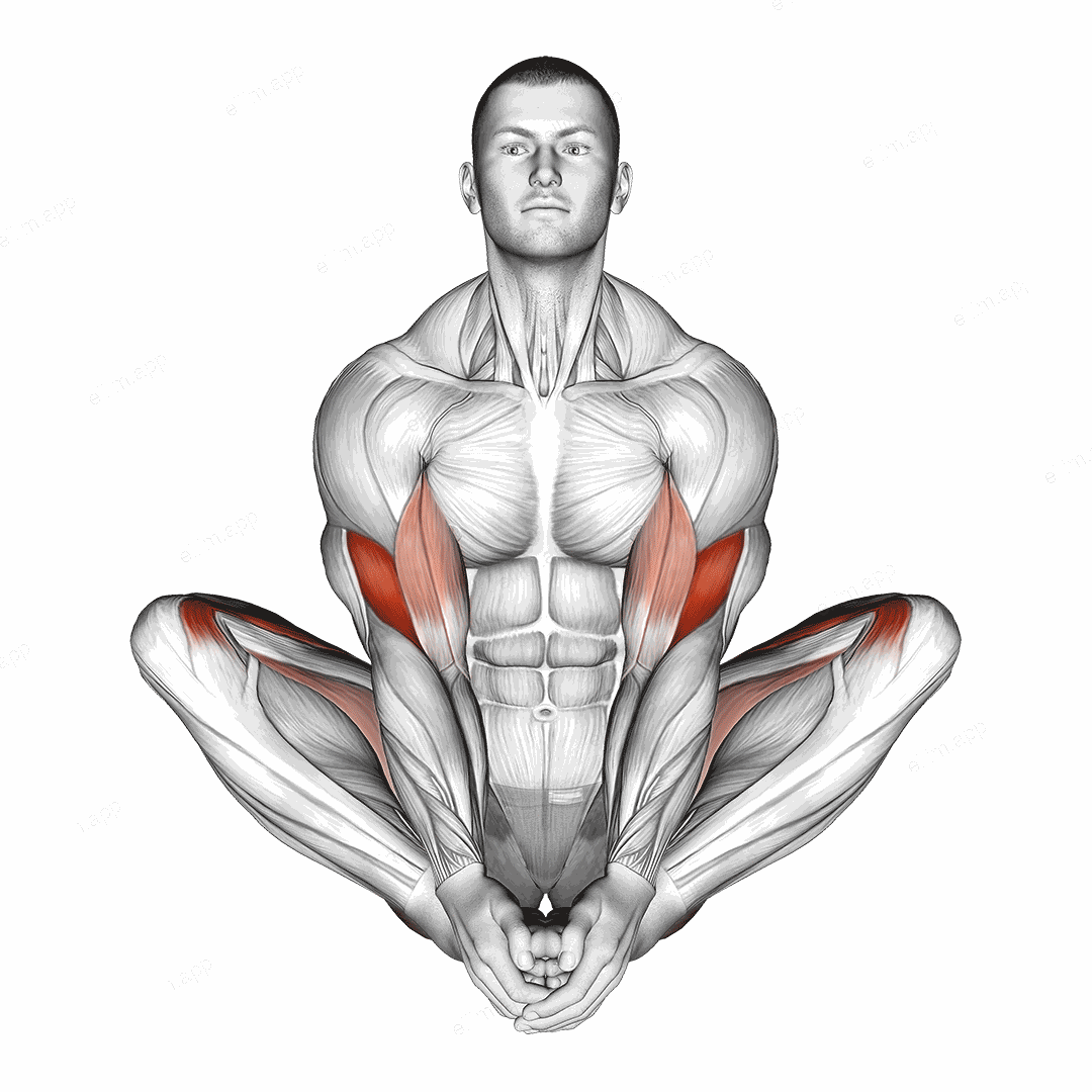 Butterfly Yoga Pose exercise targeting Thighs and Brachialis