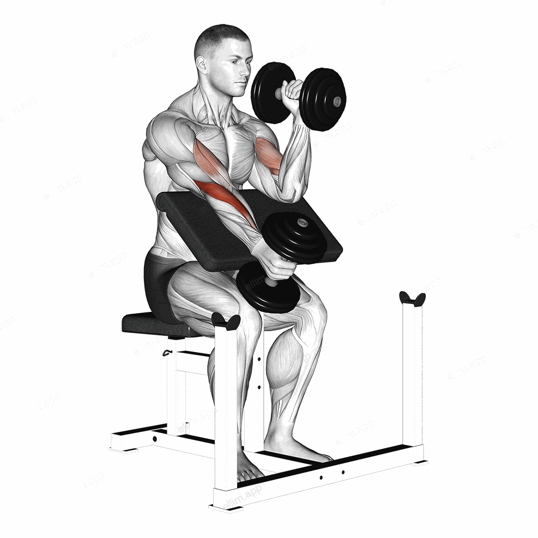 Dumbbell Alternate Hammer Preacher Curl exercise targeting Upper Arms
