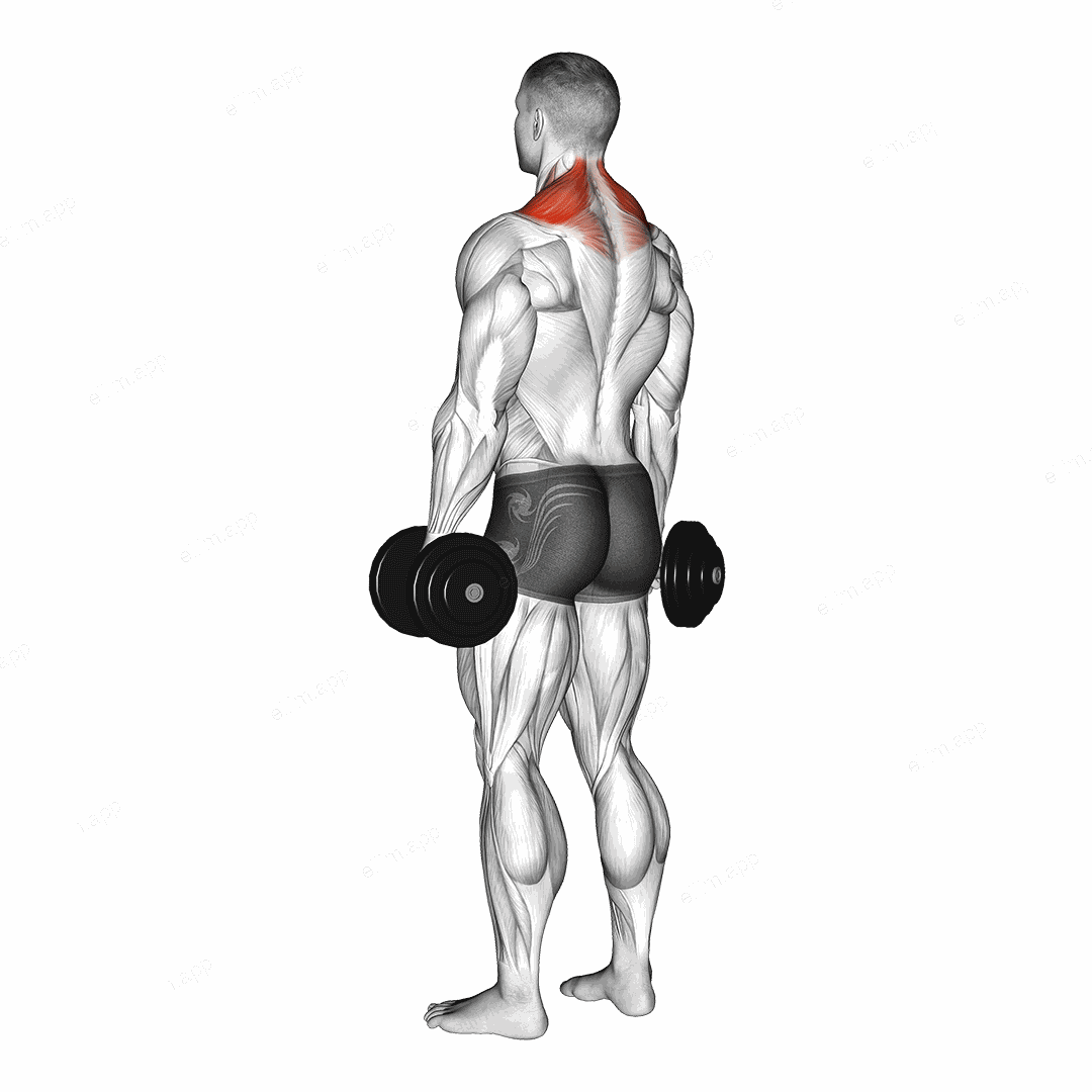Dumbbell Shrug exercise targeting Back and Trapezius Upper Fibers