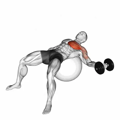 Dumbbell One Arm Chest Fly on Exercise Ball exercise targeting Chest and Pectoralis Major Sternal Head