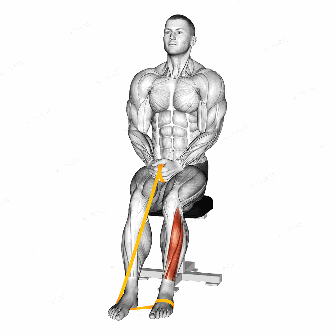 Resistance Band Foot Plantar Flexion exercise targeting Calves