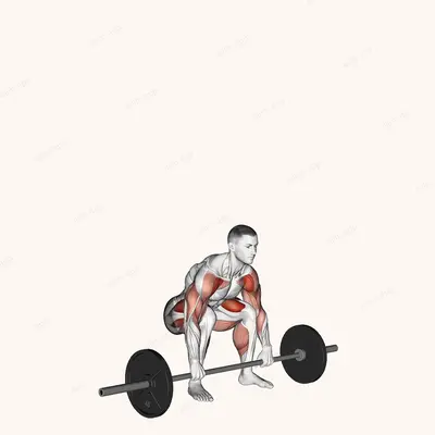 Barbell Weightlifting Complex exercise targeting Deltoid Anterior and Gluteus Maximus