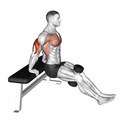 Dumbbell Bench Dip exercise targeting Upper Arms