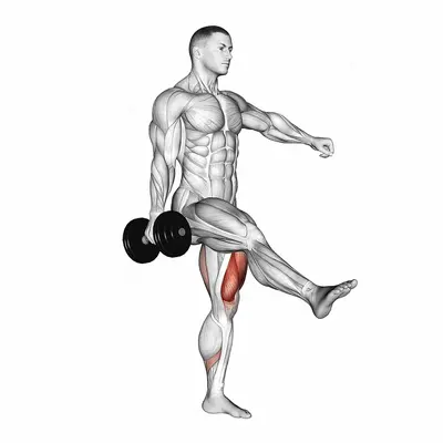Dumbbell Single Leg Squat exercise targeting Hips and Gluteus Maximus