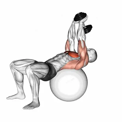 Dumbbell Pullover on Exercise Ball exercise targeting Chest and Pectoralis Major Sternal Head