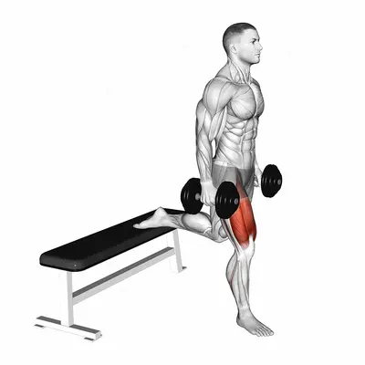 Dumbbell Single Leg Split Squat exercise targeting Thighs and Gluteus Maximus