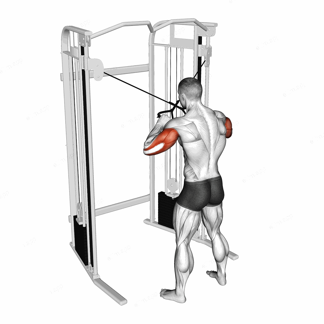 Cable Standing High Cross Triceps Extension exercise targeting Upper Arms and Triceps Brachii