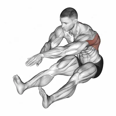 Sitting Bent Over Back Stretch exercise targeting Back and Erector Spinae