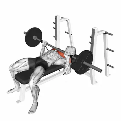 Barbell Banded Bench Press exercise targeting Chest