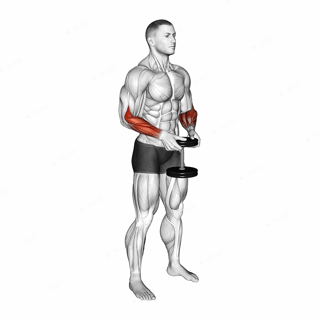 Dumbbell Standing Hands Torsion exercise targeting Forearms and Brachioradialis