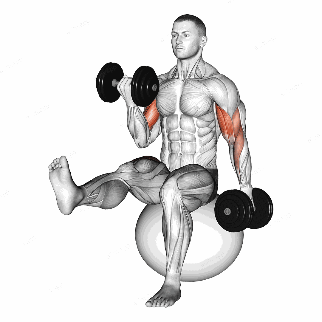 Dumbbell Alternating Bicep Curl with Leg Raised on Exercise Ball exercise targeting Upper Arms