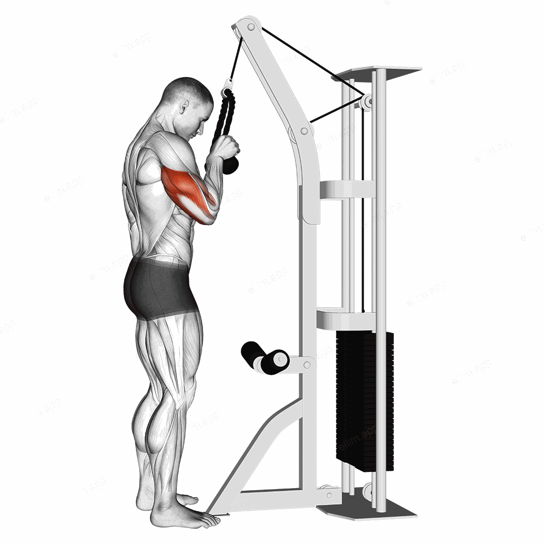 Cable Standing One Arm Tricep Pushdown (Overhand Grip) exercise targeting Upper Arms and Triceps Brachii