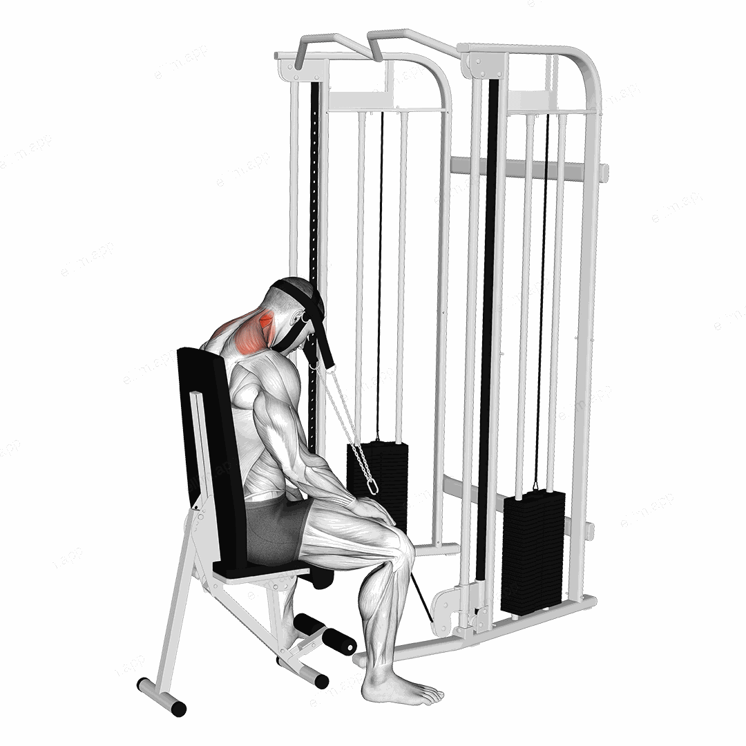 Cable Seated Neck Extension (with head harness) exercise targeting Neck and Splenius