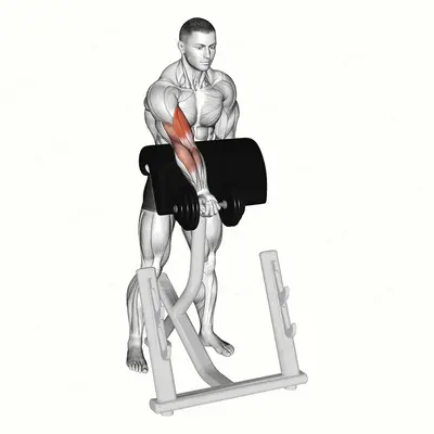 Dumbbell Standing Zottman Preacher Curl exercise targeting Upper Arms and Biceps Brachii