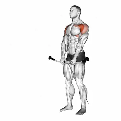 Cable Front Raise exercise targeting Shoulders and Deltoid Anterior