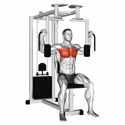 Lever Pec Deck Fly exercise targeting Chest and Biceps Brachii