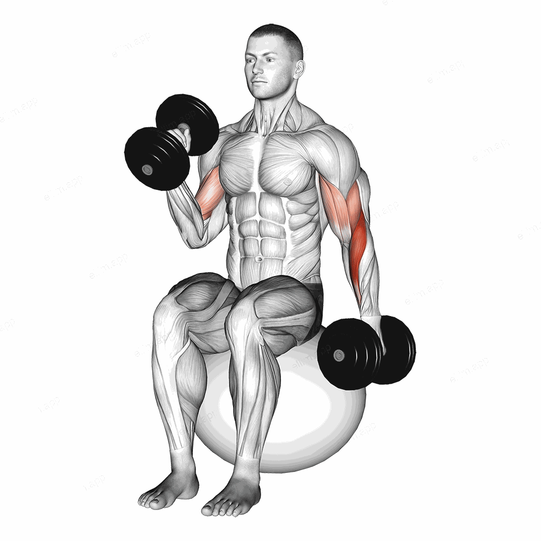 Dumbbell Seated Alternate Hammer Curl on Exercise Ball exercise targeting Upper Arms