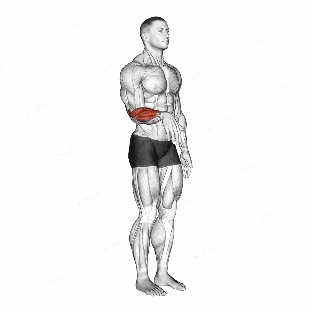 Wrist - Extension exercise targeting Forearms