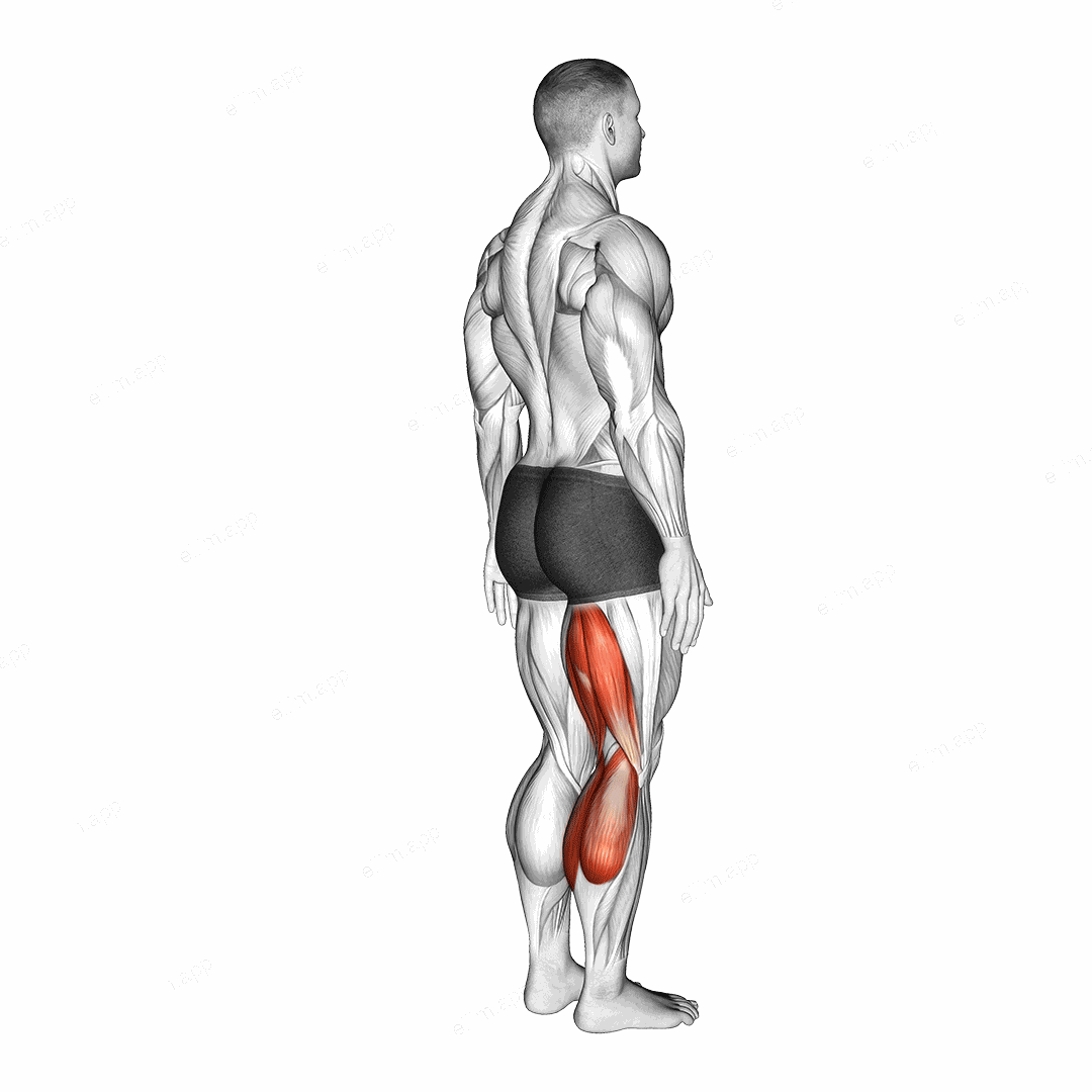 Knee - Flexion exercise targeting Thighs