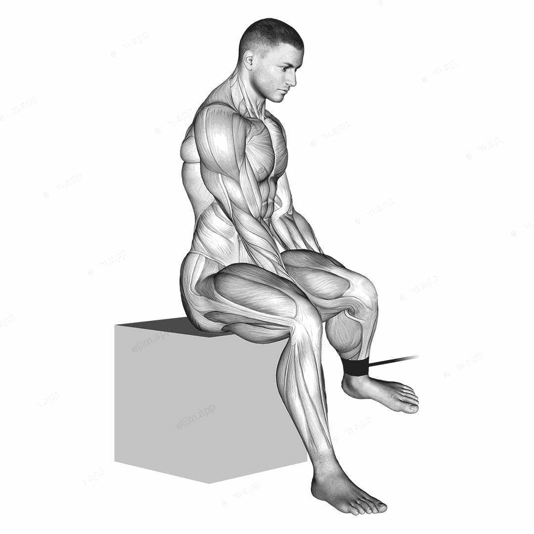 Band Seated Hip External Rotation exercise targeting Hips and Deep Hip External Rotators