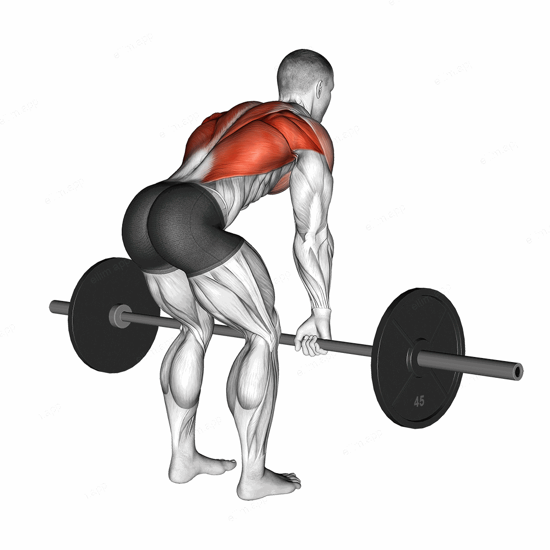 Barbell Bent Over Row exercise targeting Back and Infraspinatus