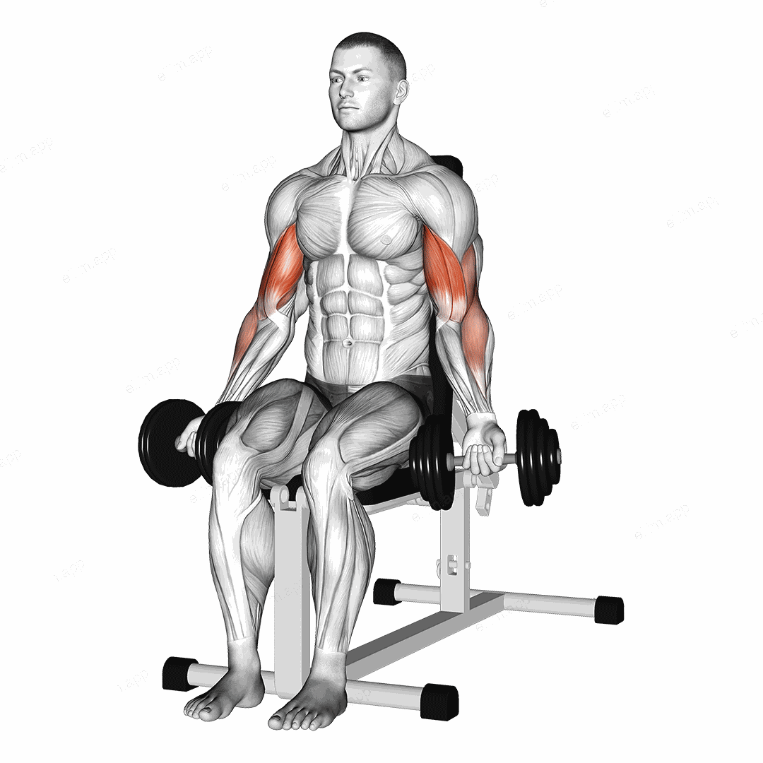 Dumbbell Seated Bicep Curl exercise targeting Upper Arms