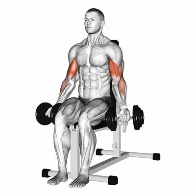 Dumbbell Seated Bicep Curl exercise targeting Upper Arms