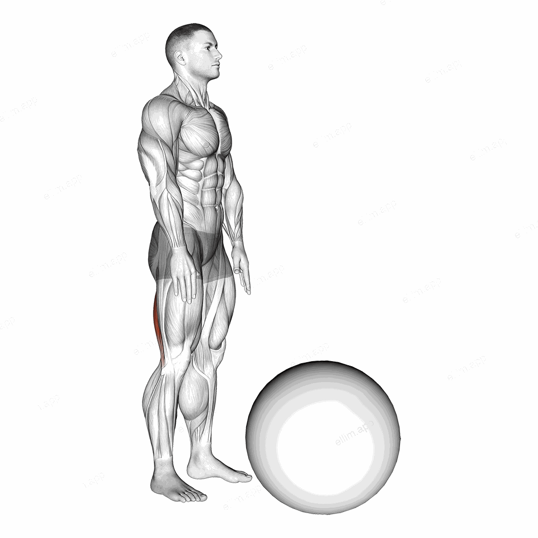 Standing Straight Leg Hamstring Contract Relax on Exercise Ball exercise targeting Thighs