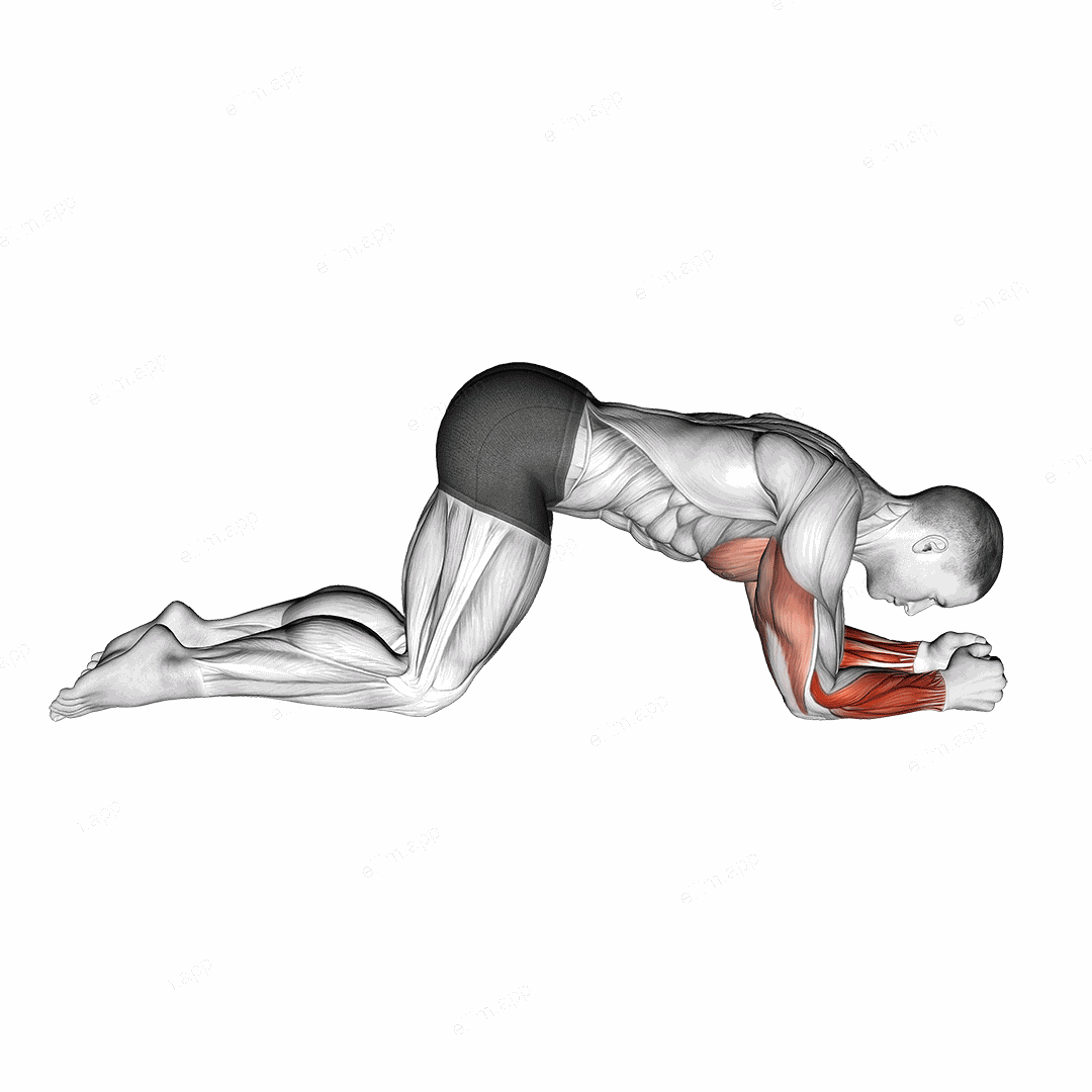 Modified Push Up to Forearms exercise targeting Forearms and Wrist Extensors