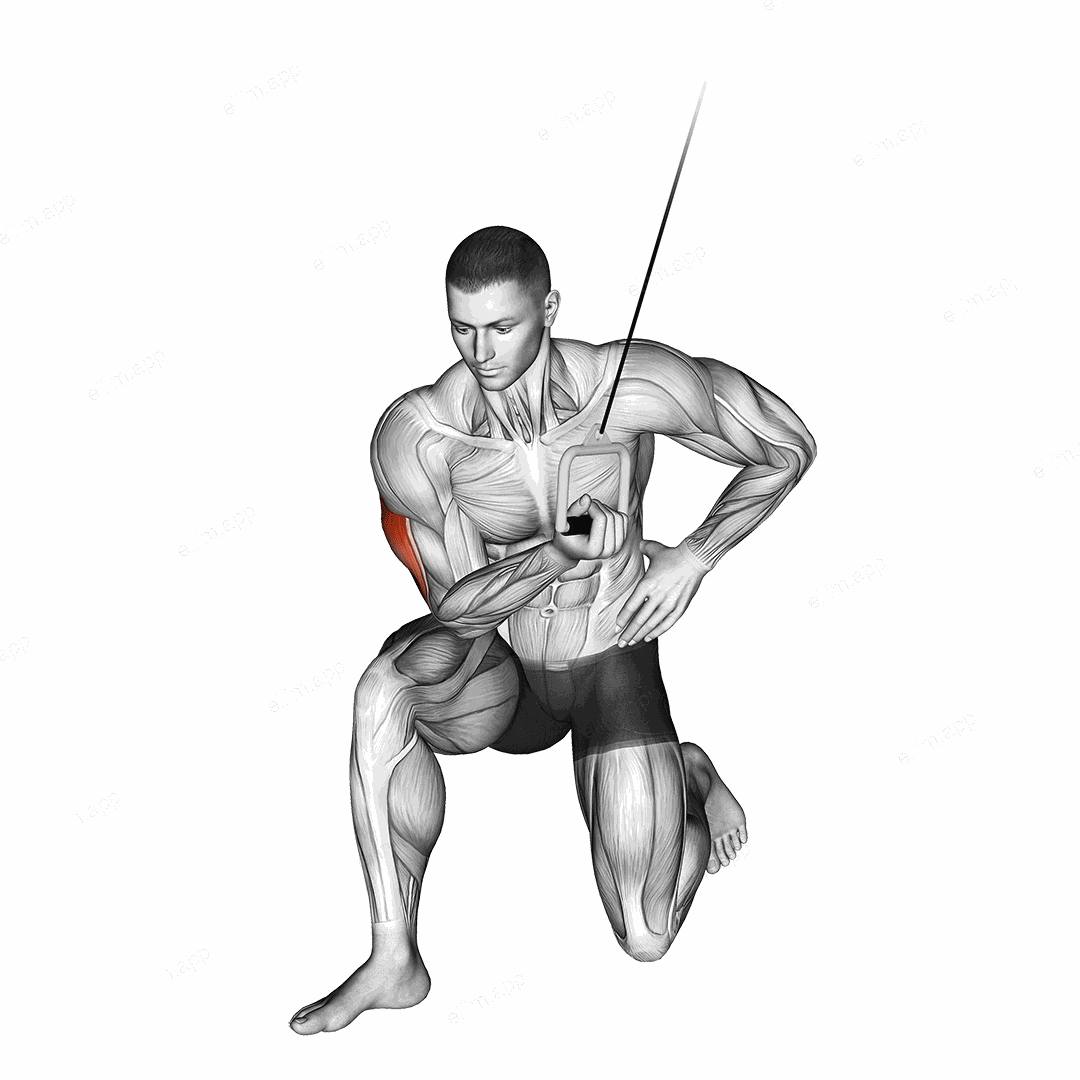 Cable Concentration Extension (on knee) exercise targeting Upper Arms and Triceps Brachii