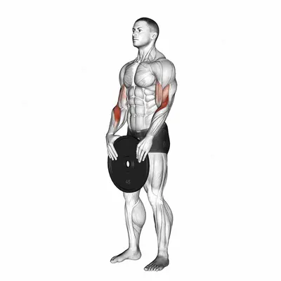 Weighted Standing Curl exercise targeting Forearms and Brachioradialis
