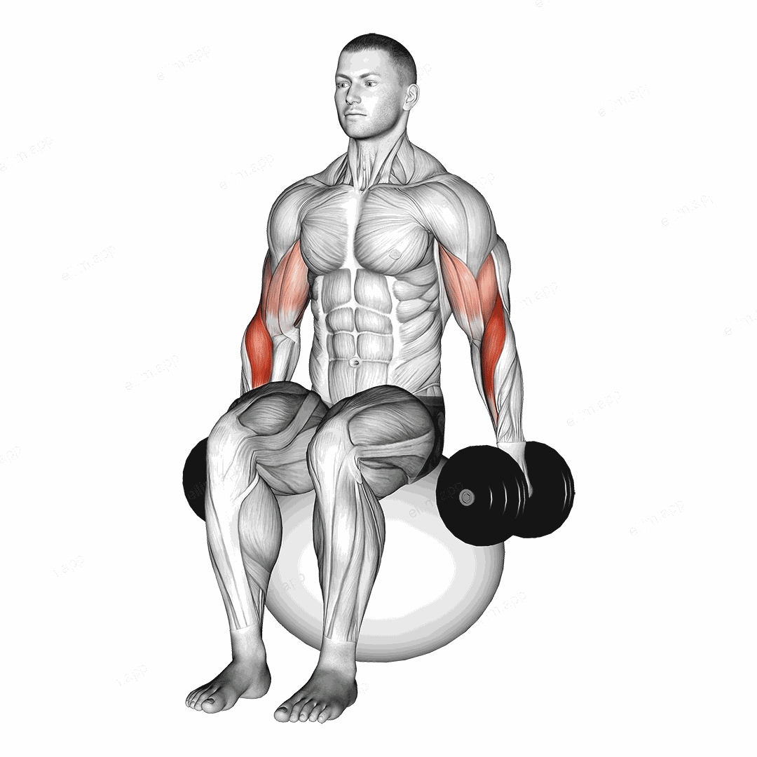 Dumbbell Hammer Curl on Exercise Ball exercise targeting Upper Arms