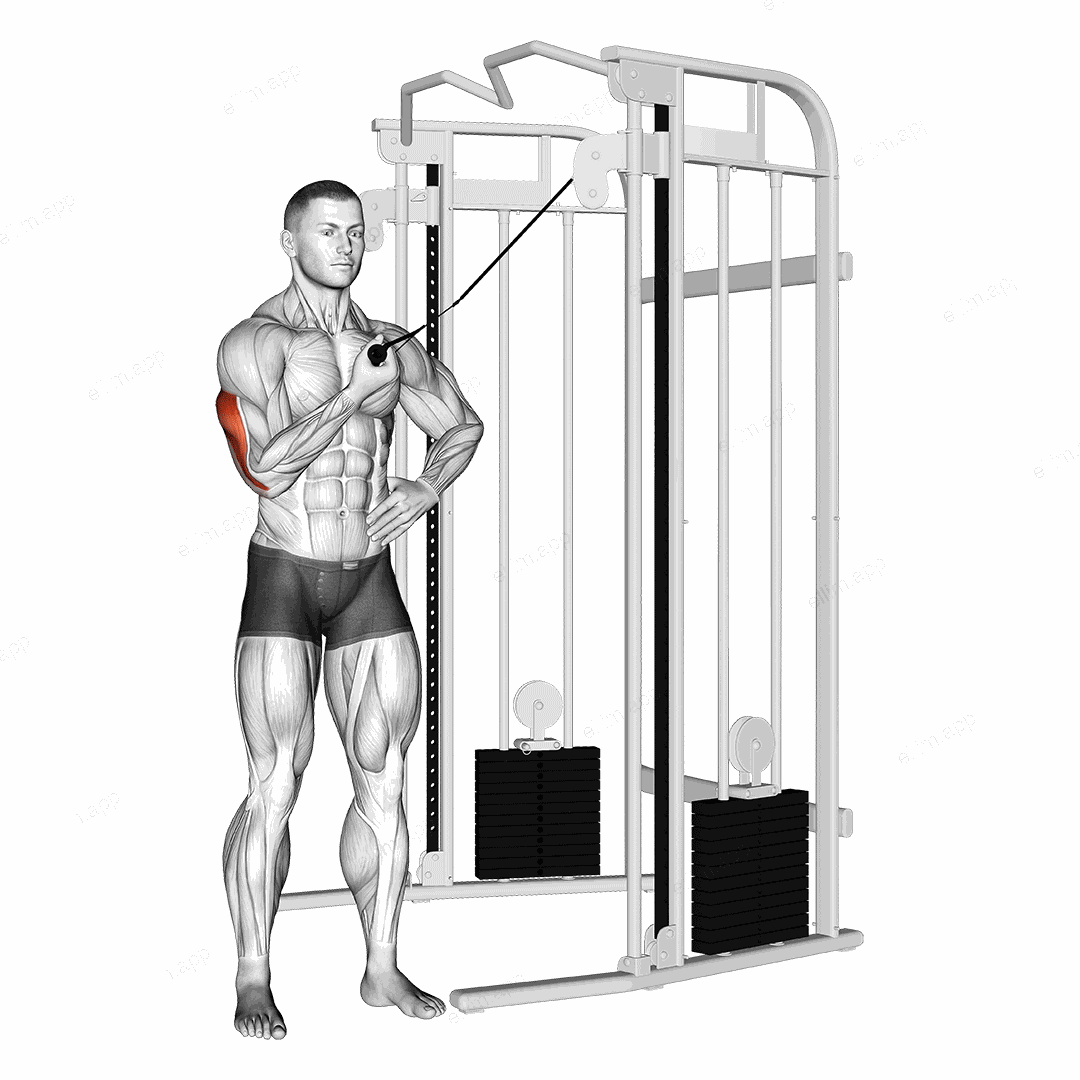 Cable One Arm Side Triceps Pushdown exercise targeting Upper Arms and Triceps Brachii